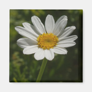 Daisy Photo Magnet