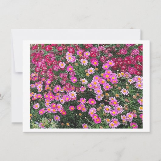 Daisy Pink (Voorkant)