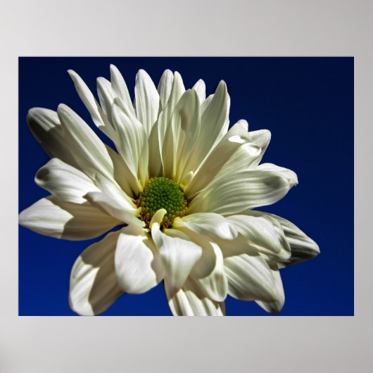 Daisy Poster (Voorkant)