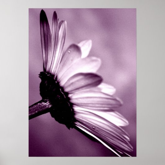 Daisy Poster (Voorkant)