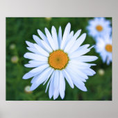 Daisy Poster (Voorkant)