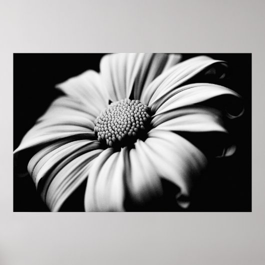 Daisy Poster (Voorkant)