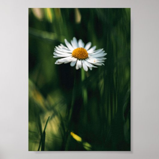 Daisy Poster - afbeelding van hoge kwaliteit (Voorkant)