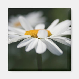 Daisy-profiel Magneet