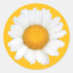 Daisy Ronde Sticker