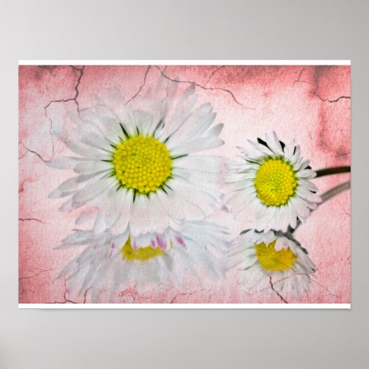 Daisy Roze Bloesems Elegant Chic Modieus Bloemig Poster (Voorkant)