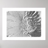 Daisy Shades of Grey Floral Poster (Voorkant)