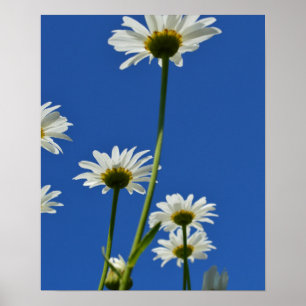 Daisy Stems Blue Sky Foto Poster