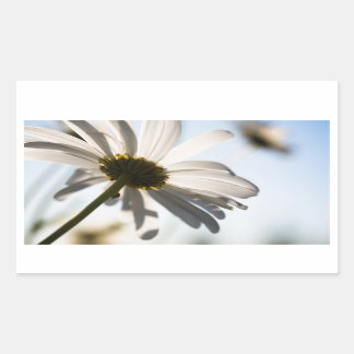 Daisy sticker
