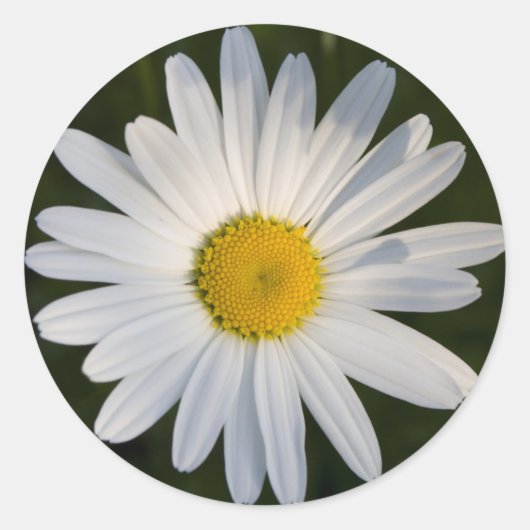 Daisy sticker (Voorkant)