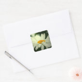 Daisy Stickers (Envelop)
