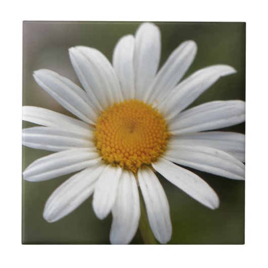 Daisy Tegeltje (Voorkant)