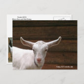 Daisy the Kind Goat Briefkaart (Voorkant / Achterkant)