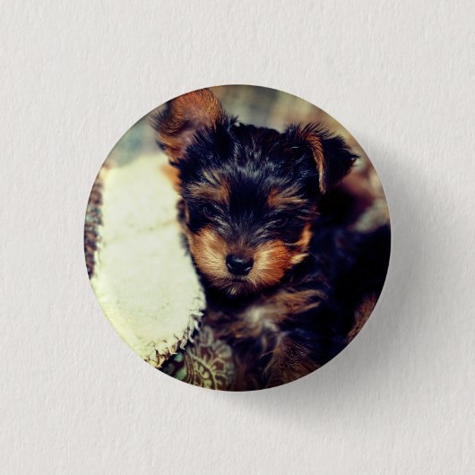 Daisy Yorke Pup, Small, 1¼-inch Button rondom (Voorkant)