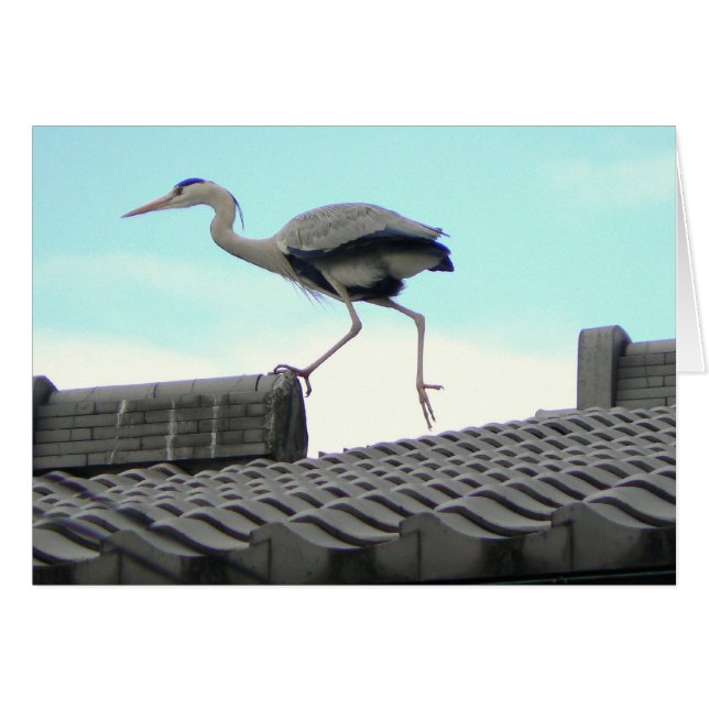 dakloopster (Voorkant Horizontaal)