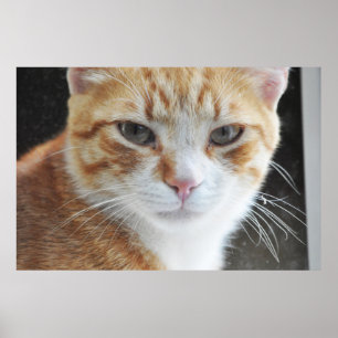 dakloze kat achter het raam poster
