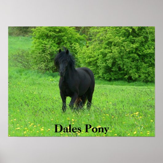 Dales Pony Poster (Voorkant)