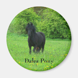 Dales Pony-toets Magneet