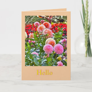 DALIA TUIN/ ROZE EN PERZIKKLEURIGE DALIA'S/ "HALLO KAART