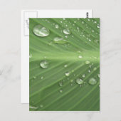 Daling door Drop Briefkaart (Voorkant / Achterkant)