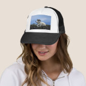 Dall schaap (grote ram ligt neer) trucker pet (In situ)