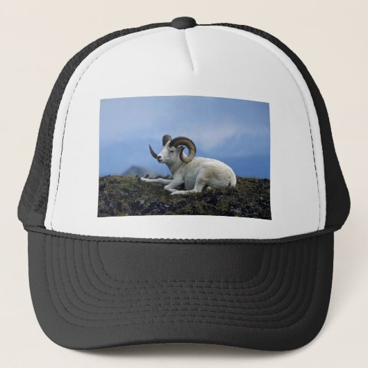 Dall schaap (grote ram ligt neer) trucker pet (Voorkant)