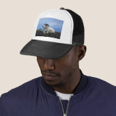 Dall schaap (grote ram ligt neer) trucker pet (In situ)