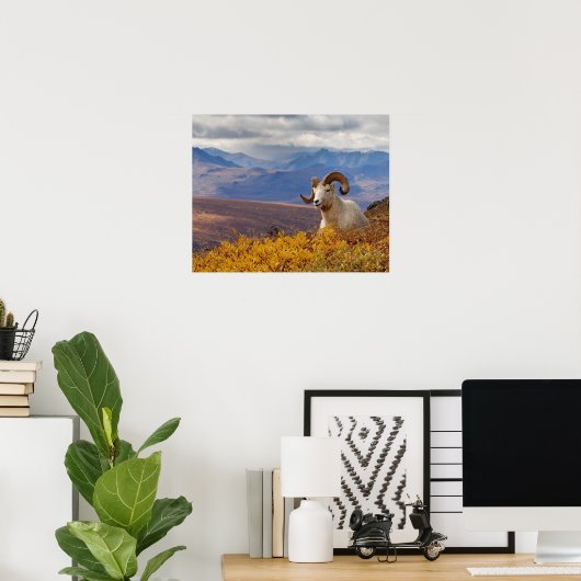 dall schaap, Ovis dalli, ram op een Poster (Thuiskantoor)
