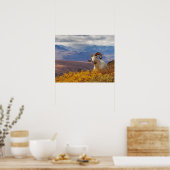 dall schaap, Ovis dalli, ram op een Poster (Keuken)