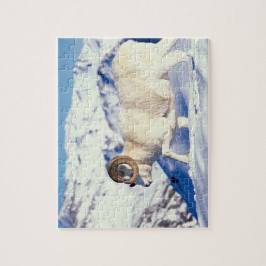 dall schaap, Ovis dalli, volle krul ram Legpuzzel (Verticaal)