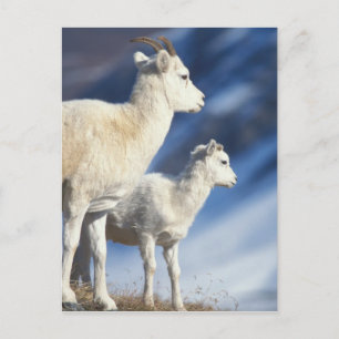 dall schapen, dalli Ovis, ooi en lam op a Briefkaart