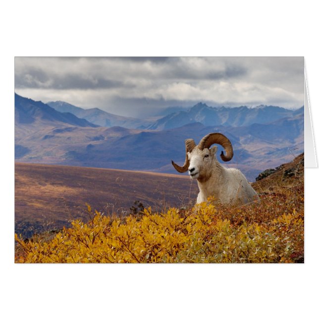 Dall-schapen, Ovis dalli, ram (Voorkant Horizontaal)