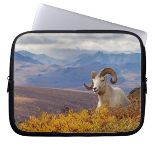 Dall-schapen, Ovis dalli, ram Laptop Sleeve