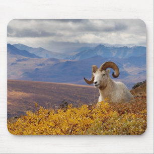 Dall-schapen, Ovis dalli, ram Muismat