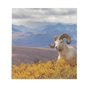 Dall-schapen, Ovis dalli, ram Notitieblok