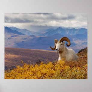 Dall-schapen, Ovis dalli, ram Poster