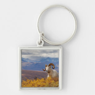 Dall-schapen, Ovis dalli, ram Sleutelhanger