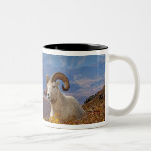 Dall-schapen, Ovis dalli, ram Tweekleurige Koffiemok