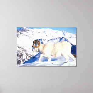 Dall-schapen, Ovis dalli, volwassen ram Canvas Afdruk