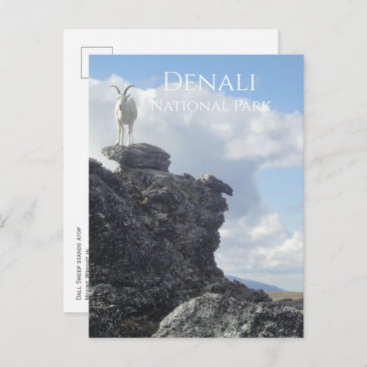 Dall Sheep Atop Mount Wright, Denali NP, Alaska Briefkaart (Voorkant / Achterkant)