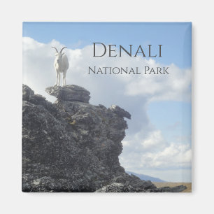 Dall Sheep Atop Mount Wright, Denali NP, Alaska Magneet