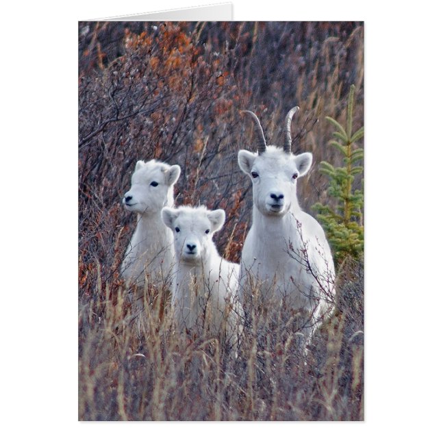 Dall Sheep Ewe met haar lammeren bij Denali NP (Voorkant)