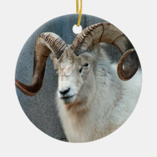 Dall Sheep Ornament (Voorkant)