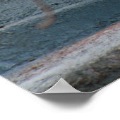Dall Sheep Poster (Hoek)