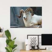Dall Sheep Poster (Thuiskantoor)