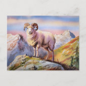 Dall Sheep Ram op een majestueuze berg Briefkaart (Voorkant)