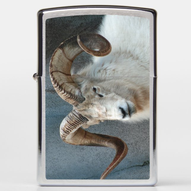 Dall Sheep Zippo lichter (Voorkant)