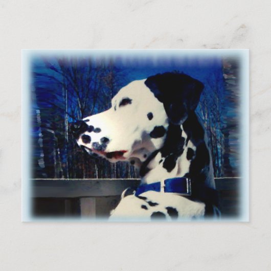 Dalmatiaan "Kelso" ~ Briefkaart (Voorkant)
