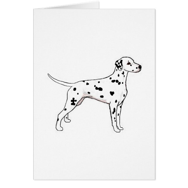 Dalmatiaan met zwarte poot (Voorkant)