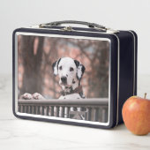 Dalmatiaans (In situ)